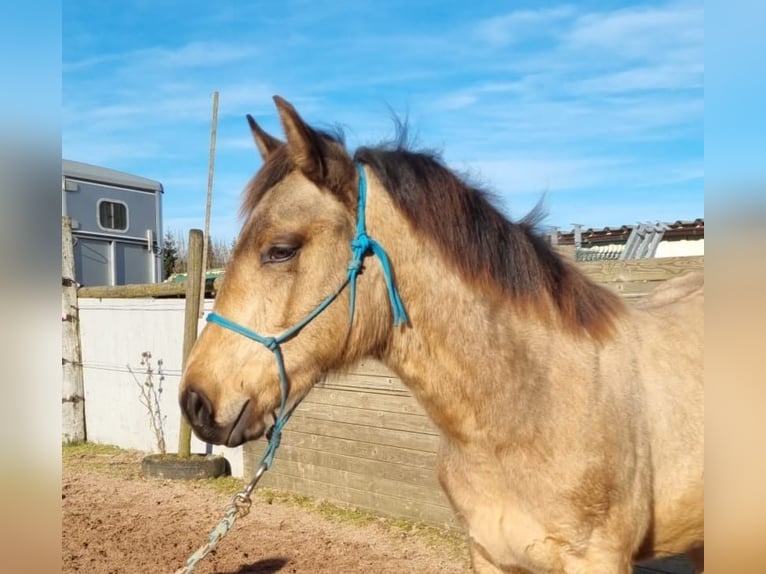 American Quarter Horse Hengst 1 Jaar Buckskin in Auw Bei Prüm