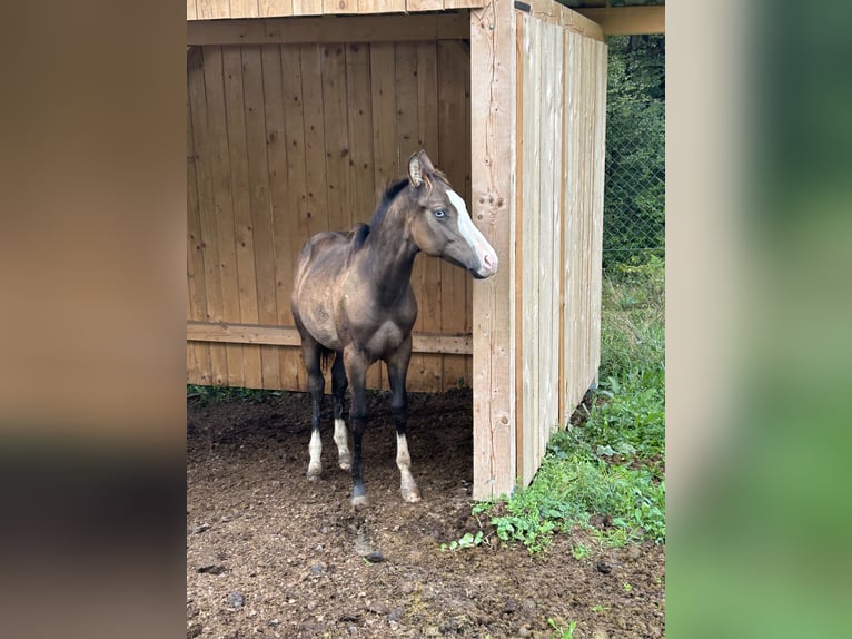 American Quarter Horse Hengst 1 Jaar Buckskin in Ljubljana