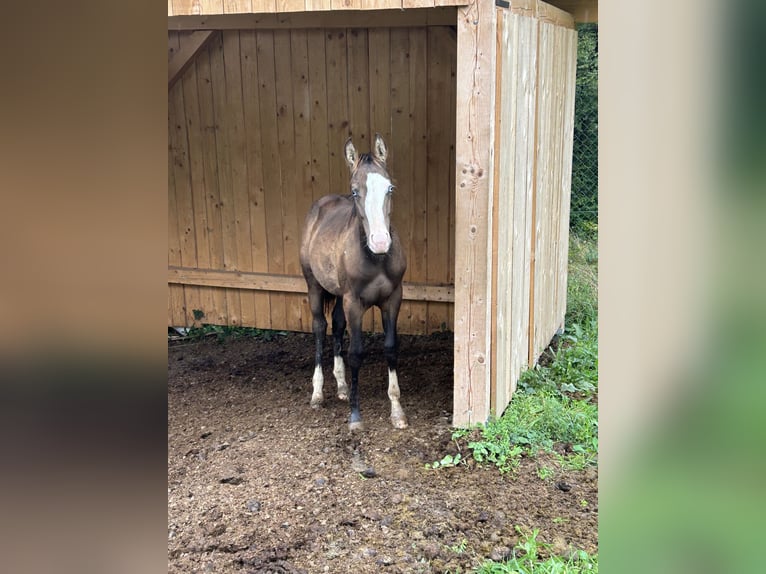 American Quarter Horse Hengst 1 Jaar Buckskin in Ljubljana