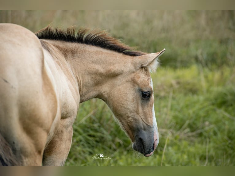 American Quarter Horse Hengst 1 Jaar Buckskin in Königsmoos
