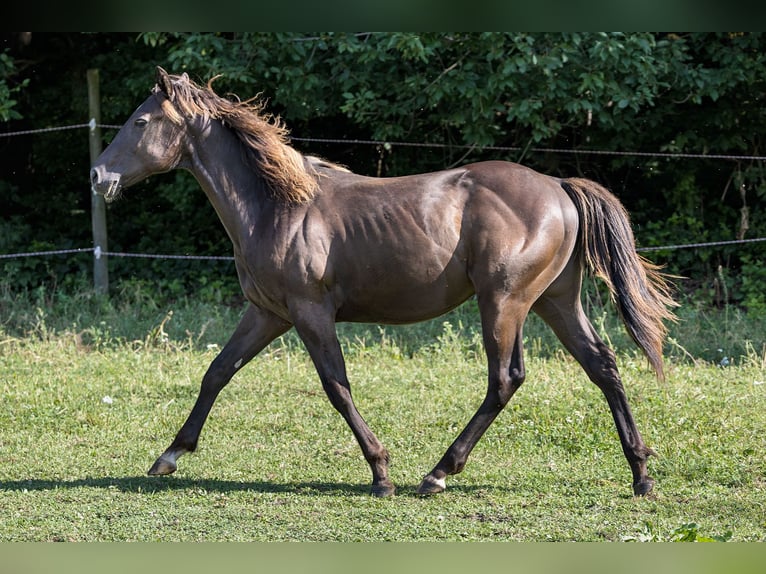 American Quarter Horse Hengst 1 Jaar Buckskin in Dietenheim