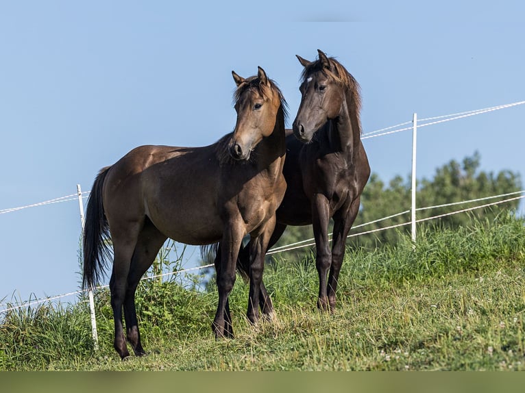 American Quarter Horse Hengst 1 Jaar Buckskin in Dietenheim