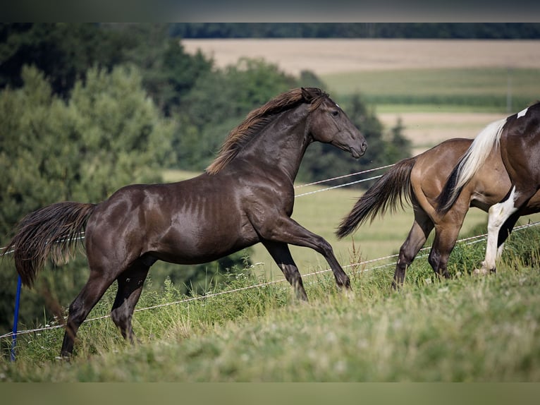 American Quarter Horse Hengst 1 Jaar Buckskin in Dietenheim