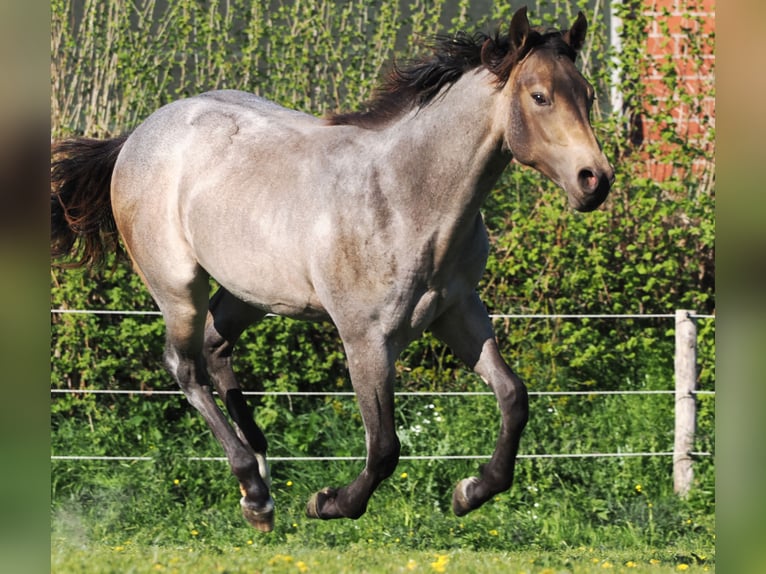 American Quarter Horse Hengst 1 Jaar Buckskin in Hagen im BremischenHagen im Bremischen