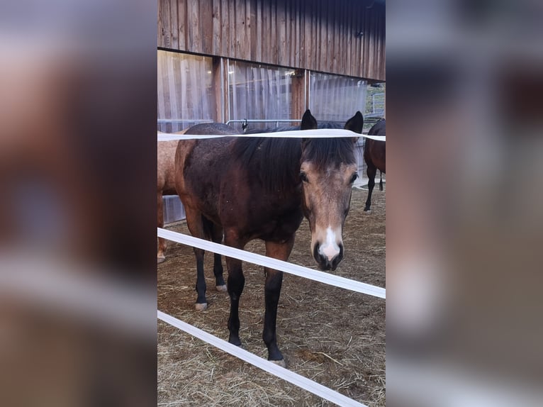 American Quarter Horse Hengst 1 Jaar Buckskin in Gaming