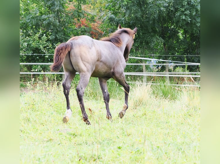 American Quarter Horse Hengst 1 Jaar Buckskin in Hagen im Bremischen