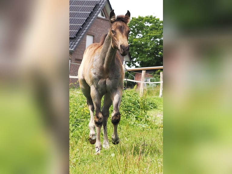 American Quarter Horse Hengst 1 Jaar Buckskin in Hagen im Bremischen