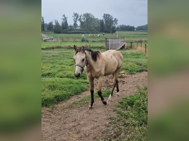 American Quarter Horse Hengst 1 Jaar Buckskin in Kortemark