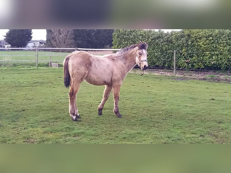 American Quarter Horse Hengst 1 Jaar Buckskin in Kortemark