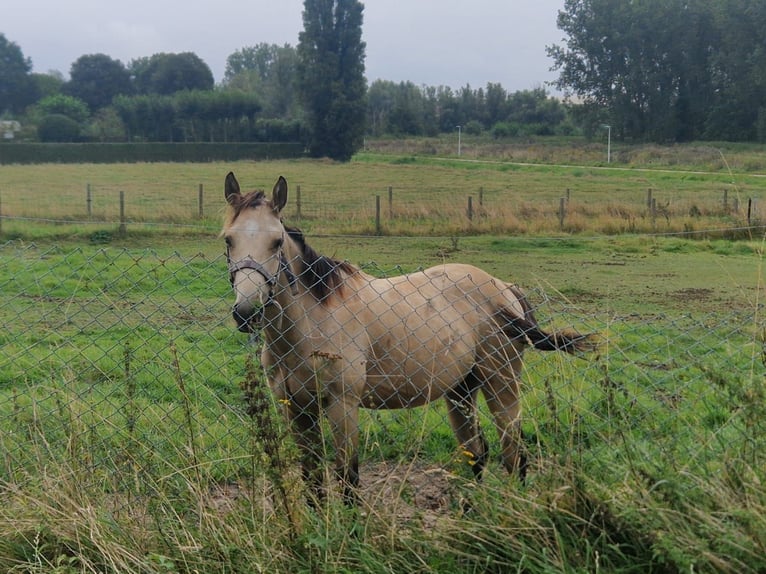 American Quarter Horse Hengst 1 Jaar Buckskin in Kortemark