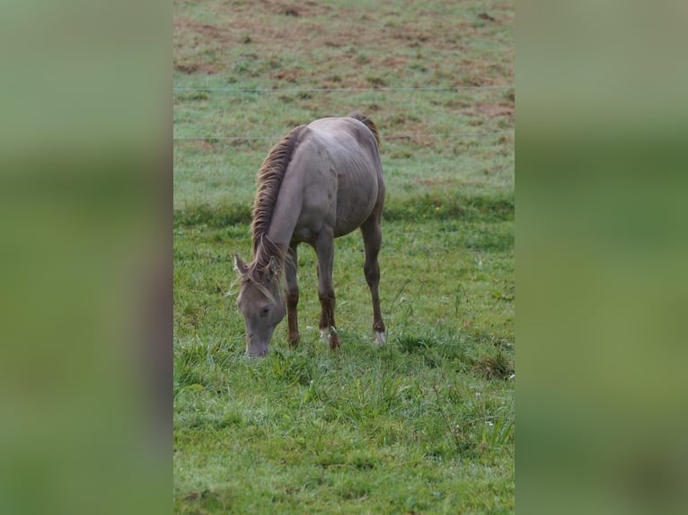 American Quarter Horse Hengst 1 Jaar Champagne in Weinähr