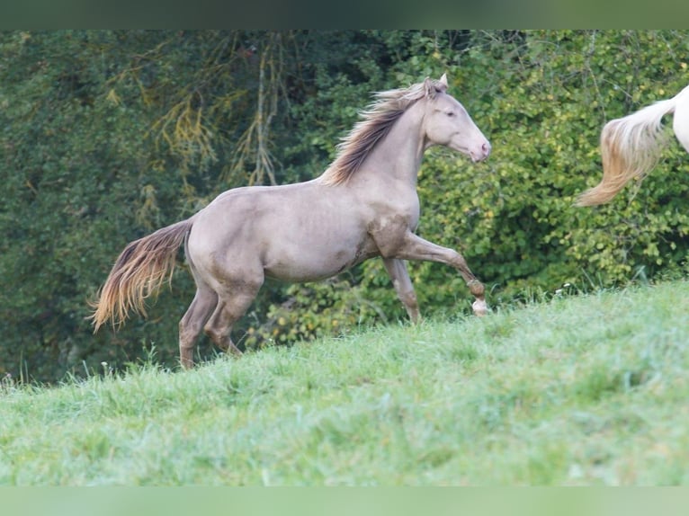 American Quarter Horse Hengst 1 Jaar Champagne in Weinähr