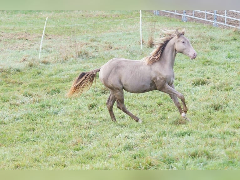 American Quarter Horse Hengst 1 Jaar Champagne in Weinähr