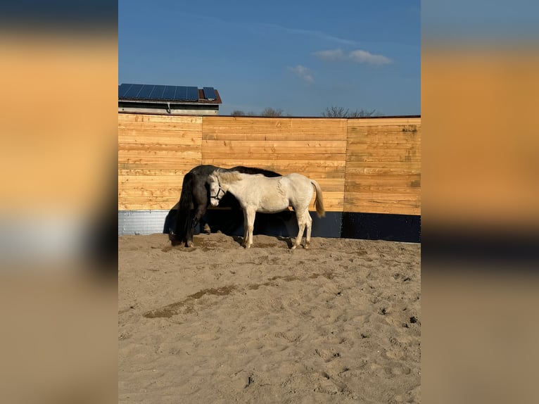 American Quarter Horse Hengst 1 Jaar Cremello in Trüben
