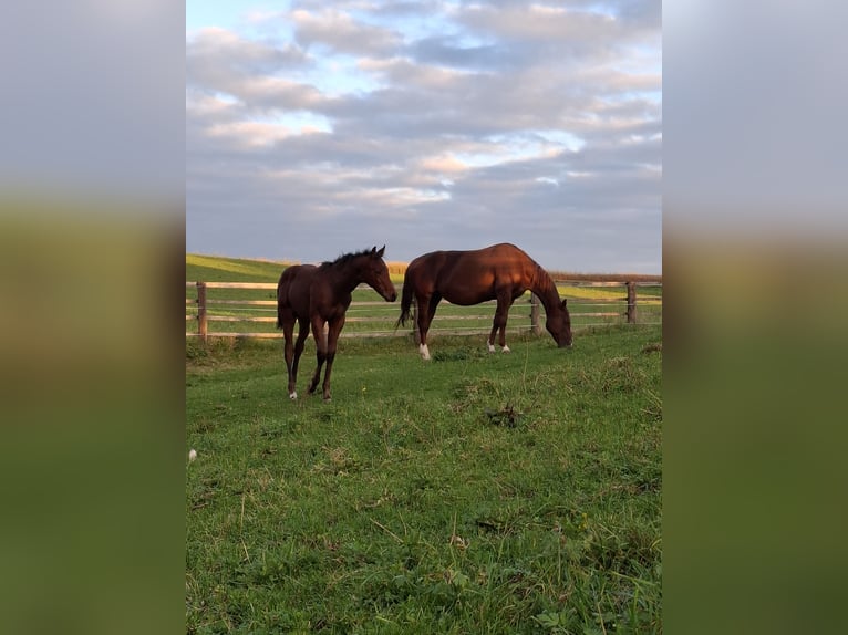 American Quarter Horse Hengst 1 Jaar Donkerbruin in Aspach