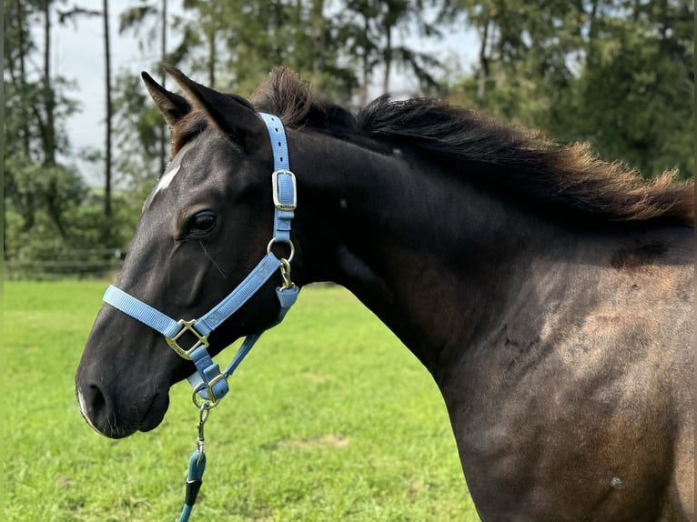 American Quarter Horse Hengst 1 Jaar Donkerbruin in Kallham