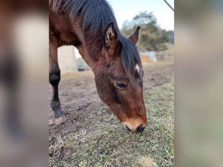 American Quarter Horse Hengst 1 Jaar Donkerbruin in Rosenfeld