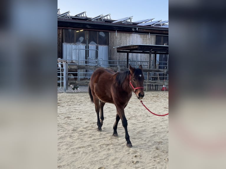 American Quarter Horse Hengst 1 Jaar Donkerbruin in Rosenfeld