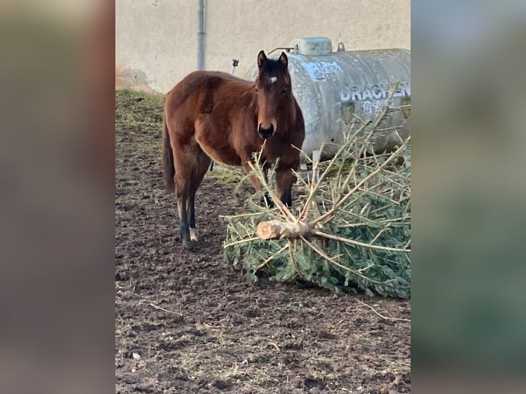 American Quarter Horse Hengst 1 Jaar Donkerbruin in Rosenfeld