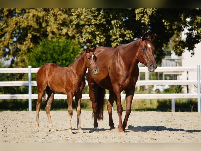American Quarter Horse Hengst 1 Jaar Donkerbruin in München