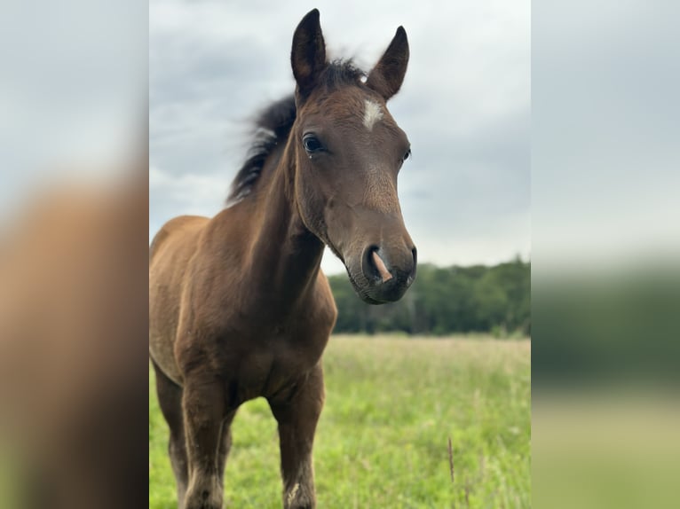 American Quarter Horse Hengst 1 Jaar Donkerbruin in Bois de Gand