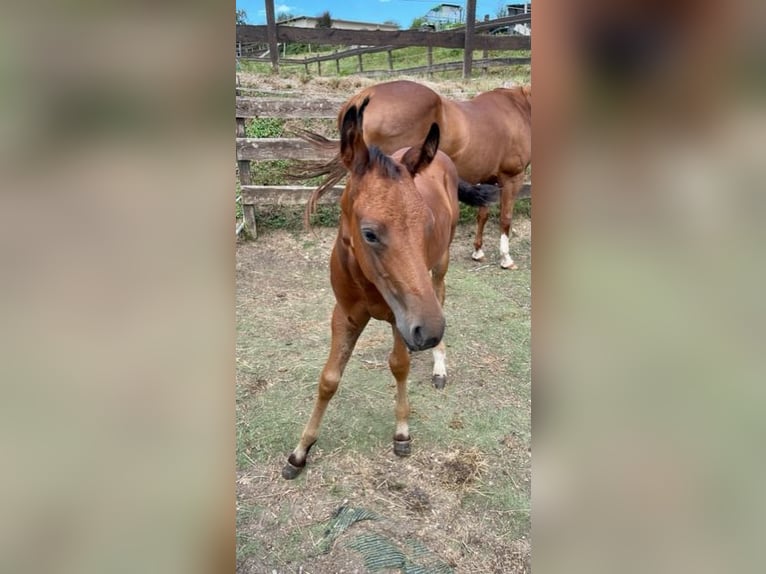 American Quarter Horse Hengst 1 Jaar Donkerbruin in Rheinfelden