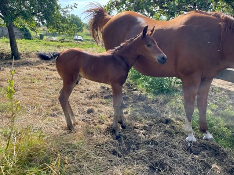 American Quarter Horse Hengst 1 Jaar Donkerbruin in Rheinfelden