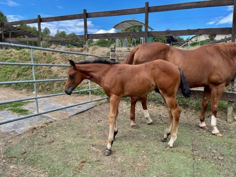 American Quarter Horse Hengst 1 Jaar Donkerbruin in Rheinfelden