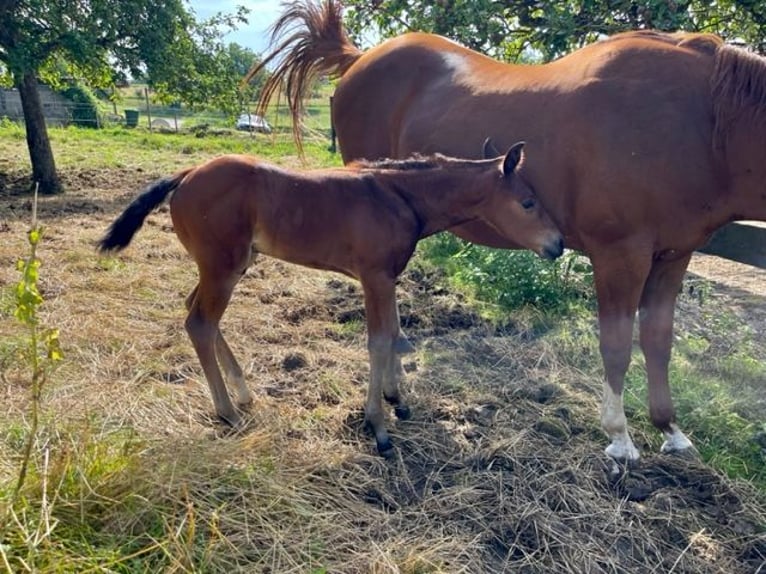 American Quarter Horse Hengst 1 Jaar Donkerbruin in Rheinfelden