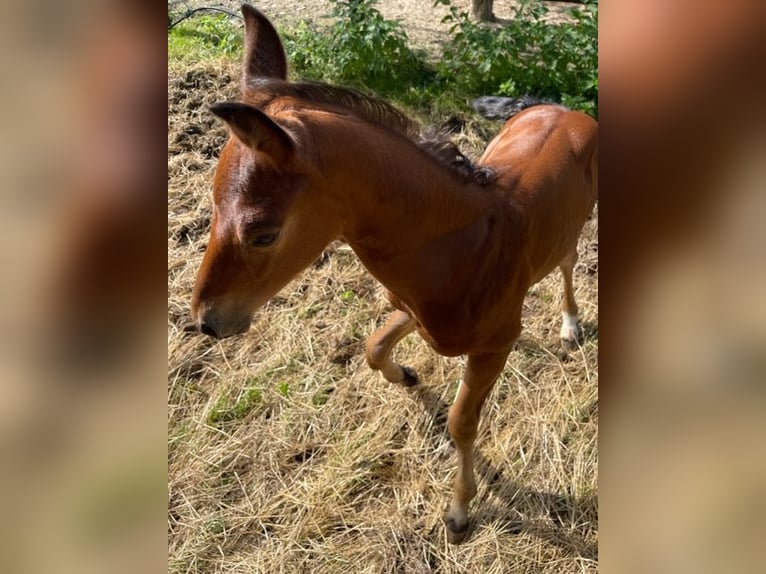 American Quarter Horse Hengst 1 Jaar Donkerbruin in Rheinfelden