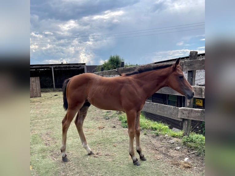 American Quarter Horse Hengst 1 Jaar Donkerbruin in Rheinfelden