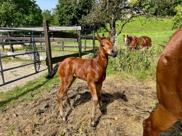 American Quarter Horse Hengst 1 Jaar Donkerbruin in Rheinfelden