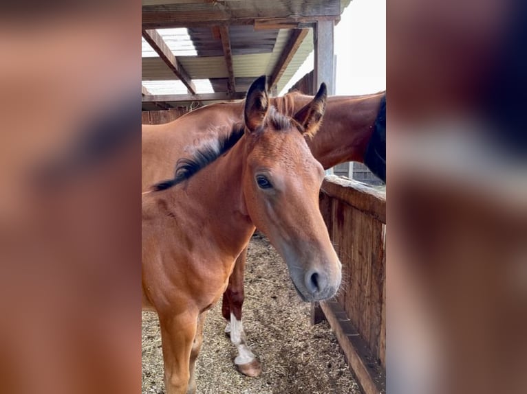 American Quarter Horse Hengst 1 Jaar Donkerbruin in Rheinfelden