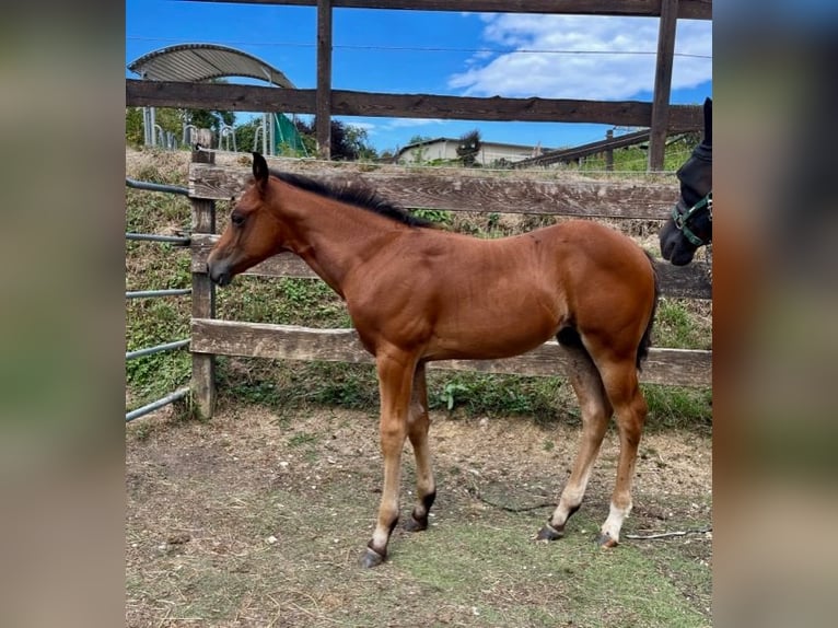 American Quarter Horse Hengst 1 Jaar Donkerbruin in Rheinfelden