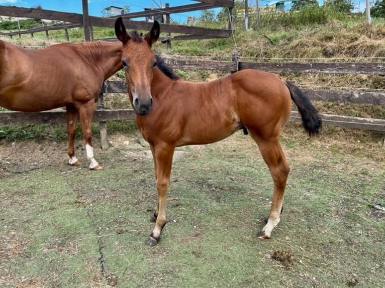 American Quarter Horse Hengst 1 Jaar Donkerbruin in Rheinfelden