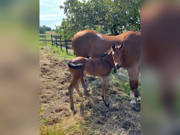 American Quarter Horse Hengst 1 Jaar Donkerbruin in Rheinfelden