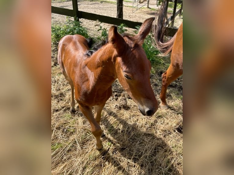 American Quarter Horse Hengst 1 Jaar Donkerbruin in Rheinfelden