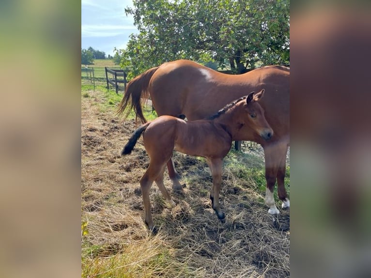 American Quarter Horse Hengst 1 Jaar Donkerbruin in Rheinfelden