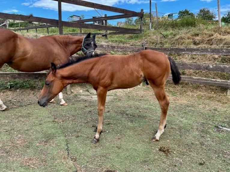 American Quarter Horse Hengst 1 Jaar Donkerbruin in Rheinfelden