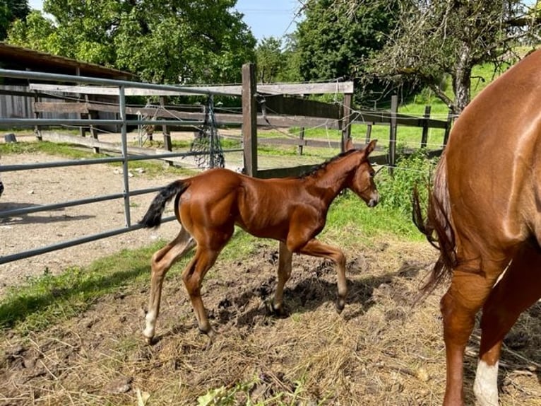 American Quarter Horse Hengst 1 Jaar Donkerbruin in Rheinfelden