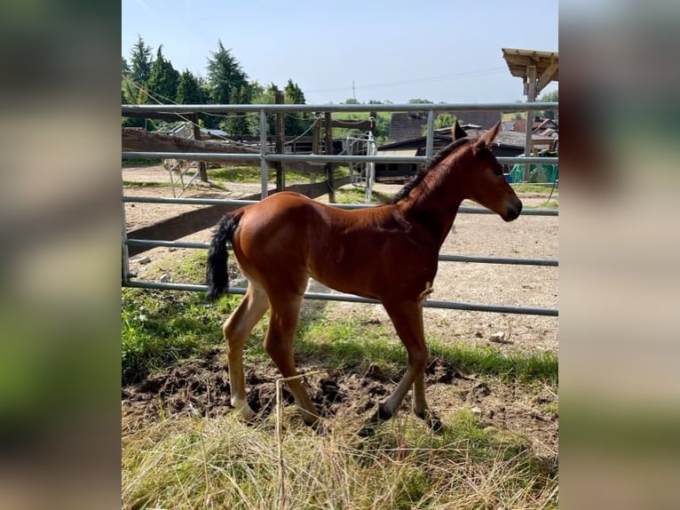 American Quarter Horse Hengst 1 Jaar Donkerbruin in Rheinfelden