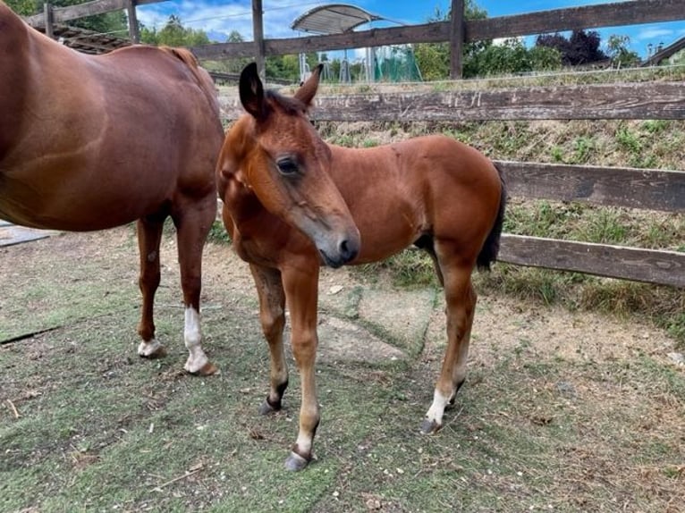 American Quarter Horse Hengst 1 Jaar Donkerbruin in Rheinfelden