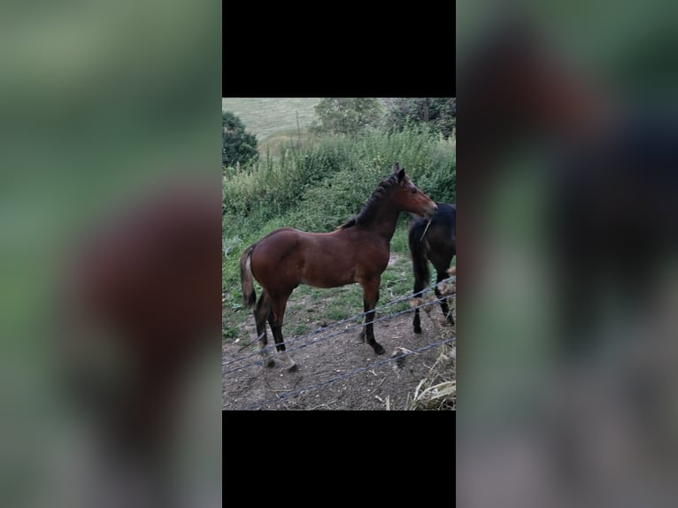 American Quarter Horse Mix Hengst 1 Jaar Donkere-vos in Sant&#39;Anna D&#39;Alfaedo