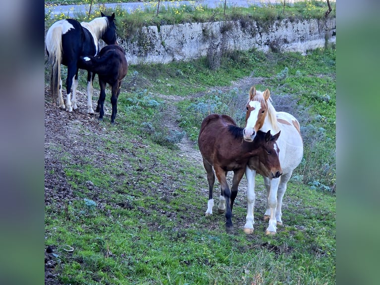 American Quarter Horse Mix Hengst 1 Jaar Donkere-vos in Sant&#39;Anna D&#39;Alfaedo