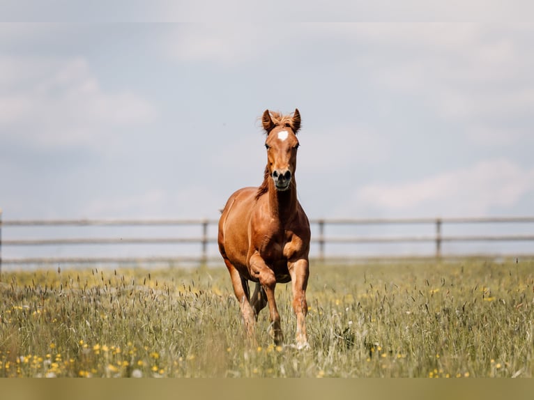 American Quarter Horse Hengst 1 Jaar Donkere-vos in Deining
