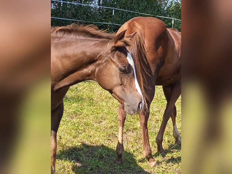 American Quarter Horse Hengst 1 Jaar Donkere-vos in Weigendorf