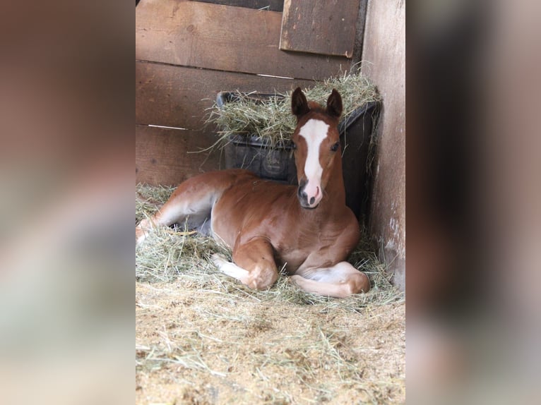 American Quarter Horse Hengst 1 Jaar Donkere-vos in Weigendorf