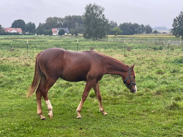 American Quarter Horse Hengst 1 Jaar Donkere-vos in Ingolstadt