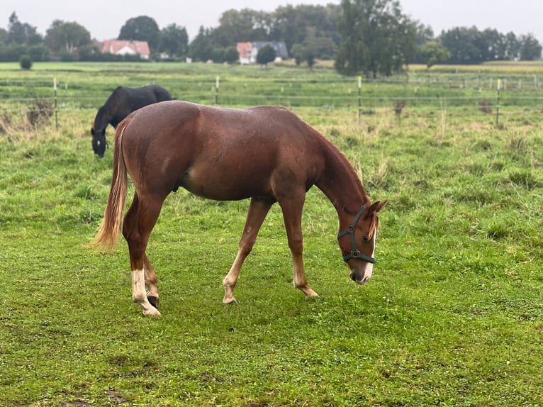 American Quarter Horse Hengst 1 Jaar Donkere-vos in Ingolstadt