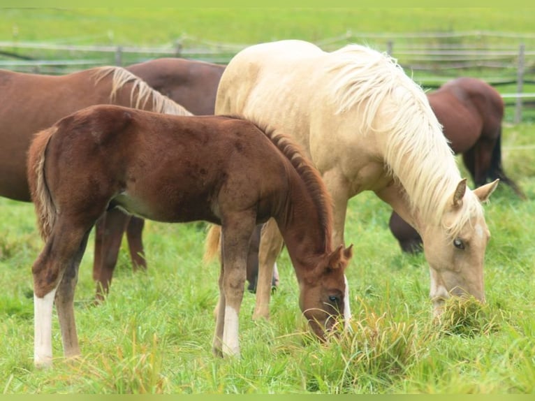 American Quarter Horse Hengst 1 Jaar Donkere-vos in Laubach